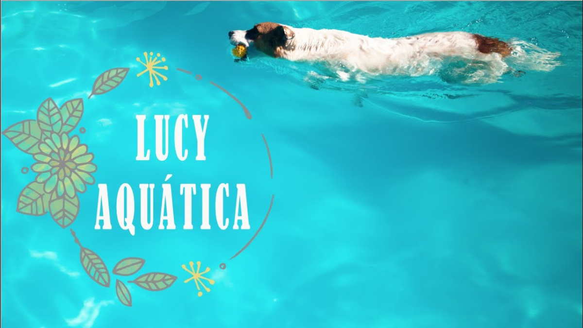 > AdoCão: O verão da Lucy